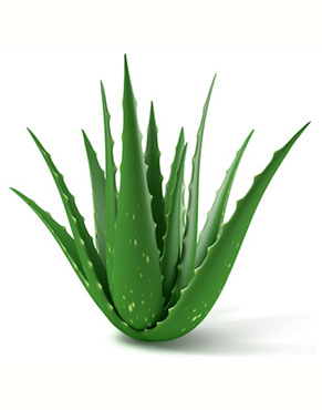 Aloe vera has been used for ages to heal burns and cuts. Health benefits are for digestion