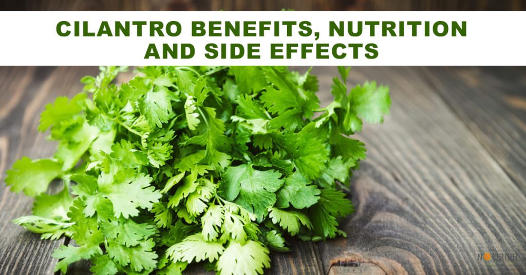 Cilantro may provide health benefits in reducing the risk of heart disease