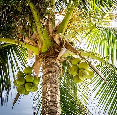 Coconut is considered a complete food in many parts of the world. It