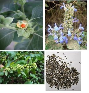 Using herbs for hypothyroidism is one of many Ayurvedic treatments. Ashwagandha and Guggul herbs have long been used to reduce thyroid inflammation.