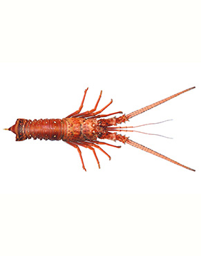 •	Lobsters belong to the family of marine crustaceans and have gained wide popularity as tasty and healthy seafood.•	Lobsters are a significant source of protein (about 28% of daily requirements) and contain only 130 calories (1 cup) of nutrition.•	Lobsters are rich in minerals like sodium
