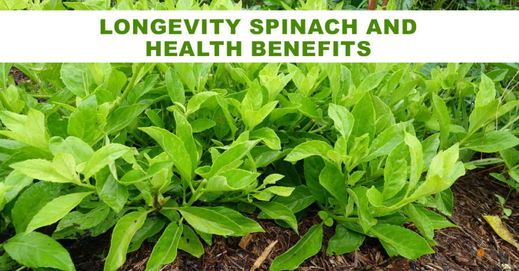 Longevity spinach has many natural home remedies for diabetes in lowering blood sugar
