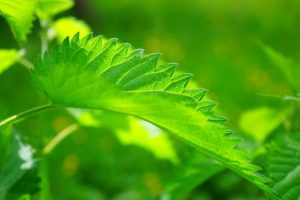 Nettle and walnut leaves may contribute to the stimulation of the beta cells of the pancreas to secrete insulin & help act as anti-diabetic therapies.