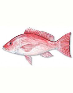 Health benefits of Red Snapper in nutrition as natural medicine supported by science & research