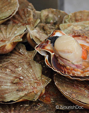 Health benefits of Scallops in nutrition as natural medicine supported by science & research