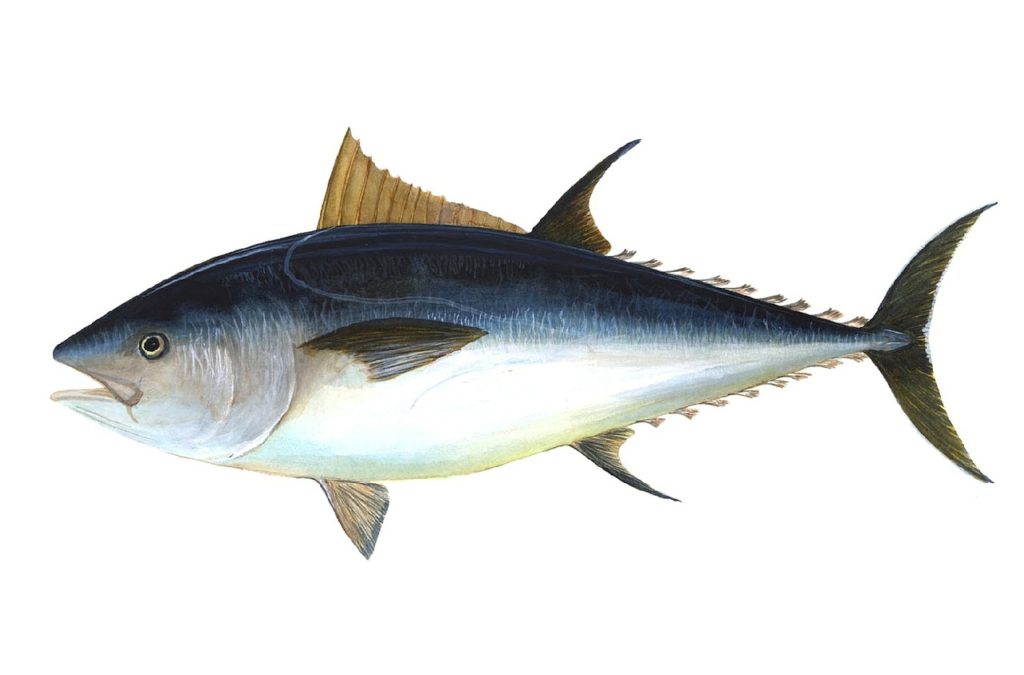 Tuna is an inexpensive source of vitamins
