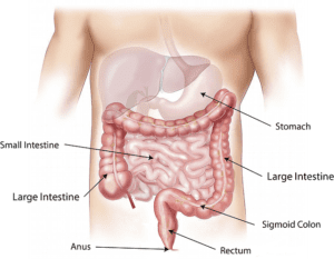 what are digestive enzymes