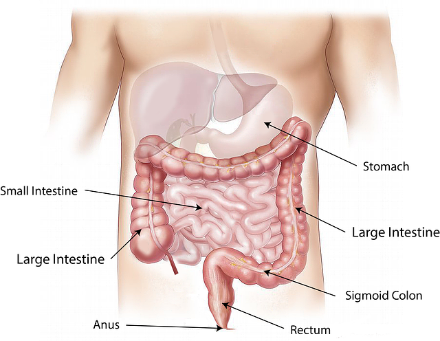 what are digestive enzymes